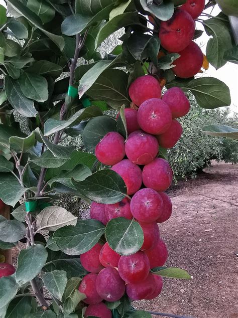 Mini Apple Tree Malus Appletini Espalier Thepalmtreecompany