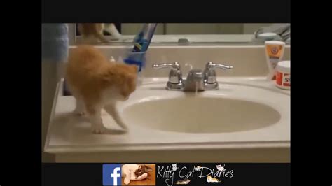Cats Doing Silly Things Youtube