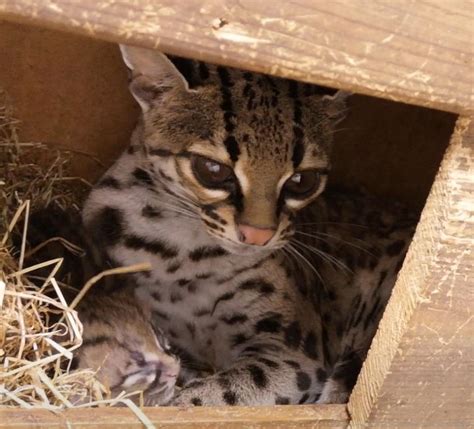 Marvellous Margay Kitten Born At Shaldon Wildlife Trust Zooborns