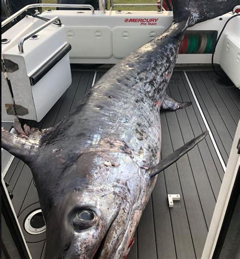 Record Breaking Swordfish Caught In Australia Weighing Nearly 1000