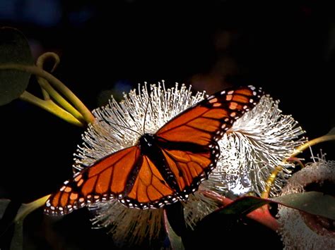 Monarch Butterfly Wallpapers Wallpaper Cave