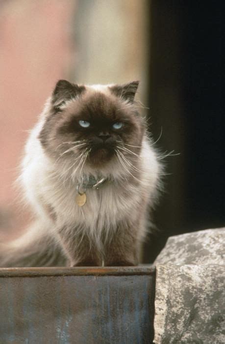 Sassy's name matches her perfectly in the movie Homeward ...