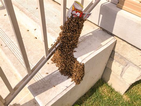 Honey Bee Bumble Bee Extermination Pest Control Of Bed Bugs Fleas