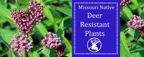 Deer Resistant Missouri Native Plants Sugar Creek Gardens