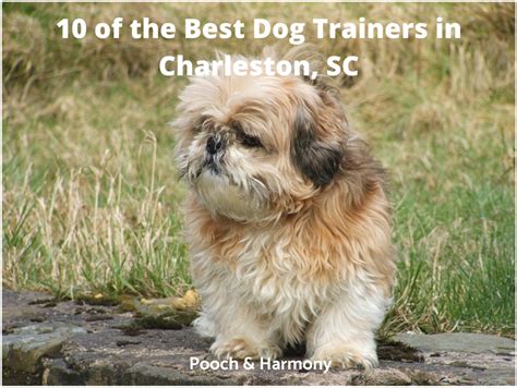 10 Of The Best Dog Trainers In Charleston Sc Pooch And Harmony