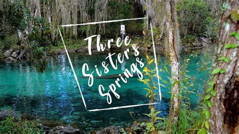 Manatees At Three Sisters Springs Crystal River Florida 4k Footage