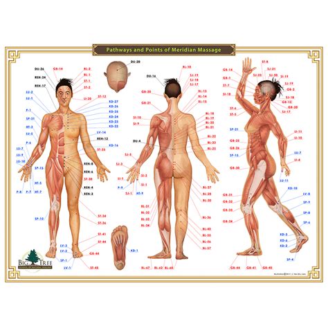 Meridian Massage Acupressure Chart Acupressure Chart Meridian Massage Acupressure Treatment