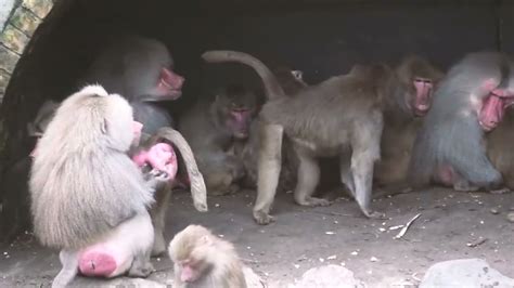 Mating Behavior Of Baboons The Budding Lovers Part 2 Youtube