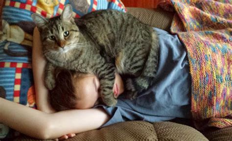 15 Signs Your Cat Loves You Petsblogs