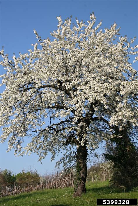 Prunus Avium Sweet Cherry Go Botany