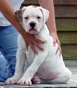The american bulldog is a highly obedient and confident breed. Johnson American Bulldog: A Dog Lover's Guide - Best ...