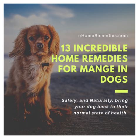 13 Incredible Home Remedies For Mange In Dogs