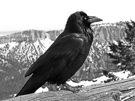 The Raven Black And White Photograph By Rona Black Pixels