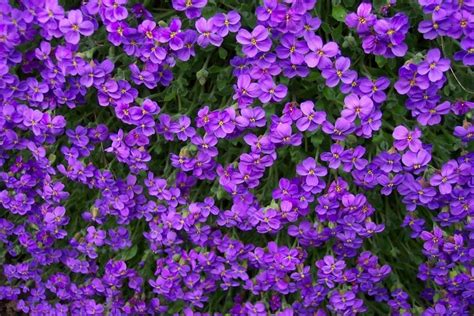 25 Romantic Purple Flowers