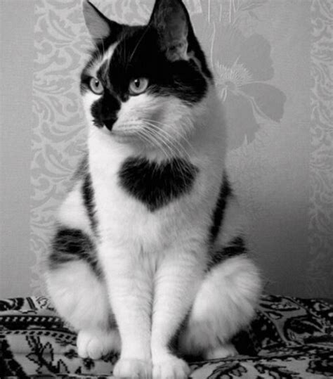 Top 10 Valentines Day Cats With Fur Hearts