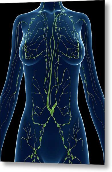 Female Lymphatic System Photograph By Scieproscience Photo Library