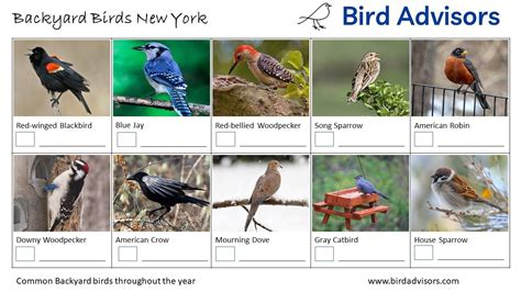 Top 20 Backyard Birds In New York Free Identification