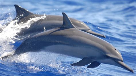 Dolphin Water Animals Mammals Sea Wallpapers Hd Desktop And