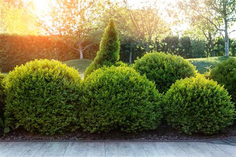 How And When To Prune Boxwood Shrubs Gardeners Path