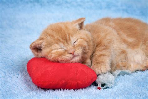How Long Do Cats Sleep 8 Things Owners Need To Know I Discerning Cat
