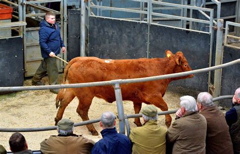 Shropshire livestock markets 'vital' to feed the nation through ...