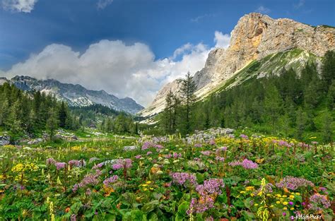 Flowers In The Mountain Meadow In Julian Alps Zkbld Flickr