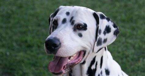 Dalmatian Dog Breed Complete Guide A Z Animals