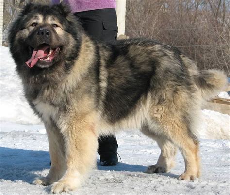 Russian Bear Dog Caucasian Shepherd Appearances And Hd Pictures
