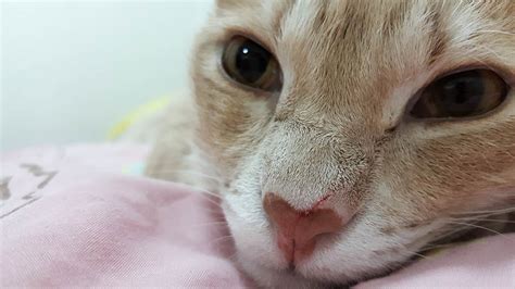 Bumps On A Cats Nose Causes Symptoms And Care Vet Answer