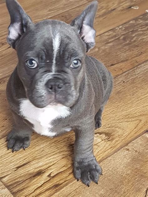 French bulldog puppies purchased at the akc registered and usda licensed french bulldog kennel have all the important things like dog a deposit of $300.00 is required to reserve selected puppy. Beautyful Blue French bulldog puppies 3 boys 1 girl | in ...