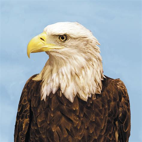Bald Eagle Headshot Profile Photograph By William Bitman Pixels
