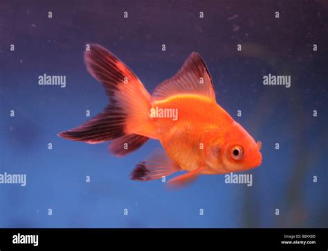 Fantail Goldfish Portrait Fishtank Stock Photo Alamy