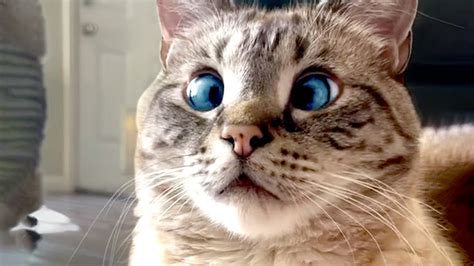 Cross Eyed Cat Is Adorable Funny Pet Videos Youtube