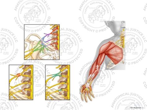 Plexus Anatomy Anatomical Charts And Posters