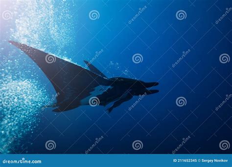 Beautiful Huge Manta Ray View From Side Underwater Stock Image Image