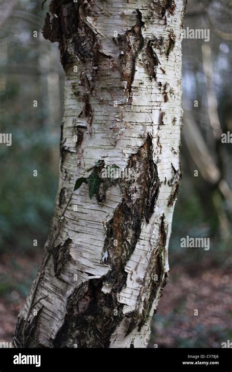 Silver Birch Tree Bark