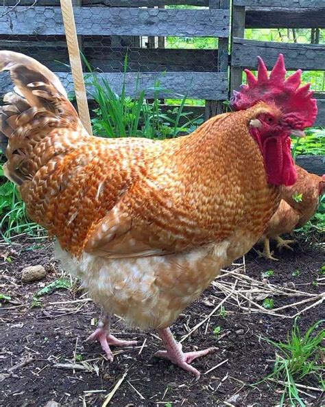 Dixie Rainbow Chicken Breed Profile Facts And Pictures