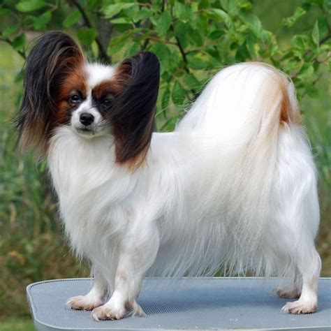 Ch Caratoots Classic Confidence Papillon Dog Cute Dogs Dog Breeds