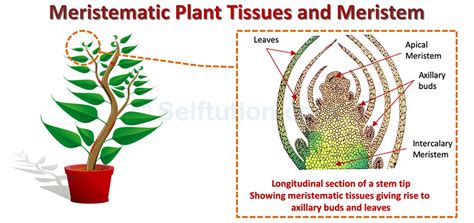 Meristematic Plant Tissues And Meristem Types And Examples Selftution