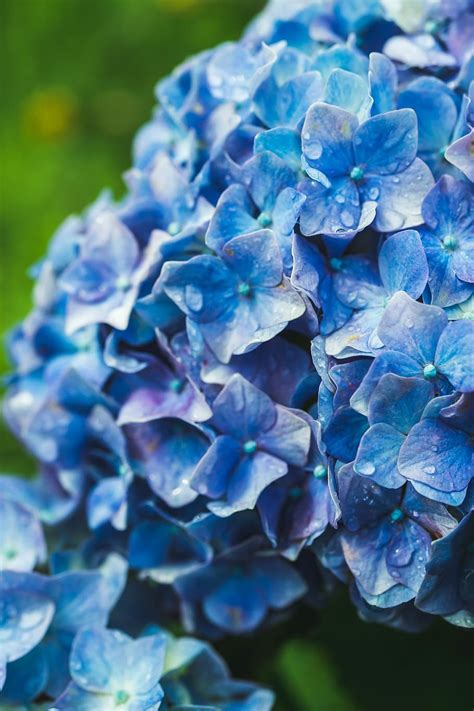 Online Crop Hd Wallpaper Hydrangea Ajisai Blue Flower Japan