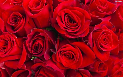 Kwiaty Czerwone Roze
