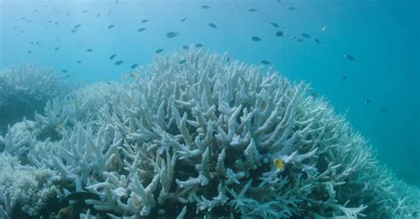 Mass Coral Bleaching Hits The Great Barrier Reef For The Second Year In