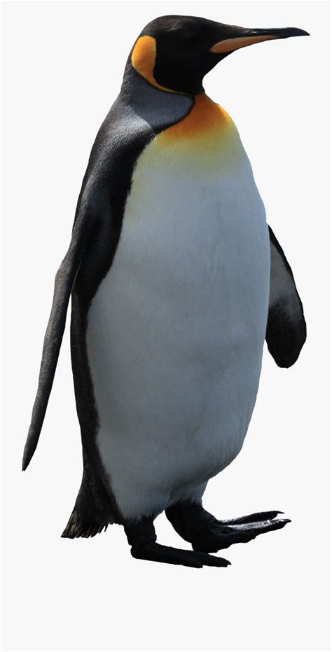 Penguin Clipart Realistic Pictures On Cliparts Pub 2020 🔝