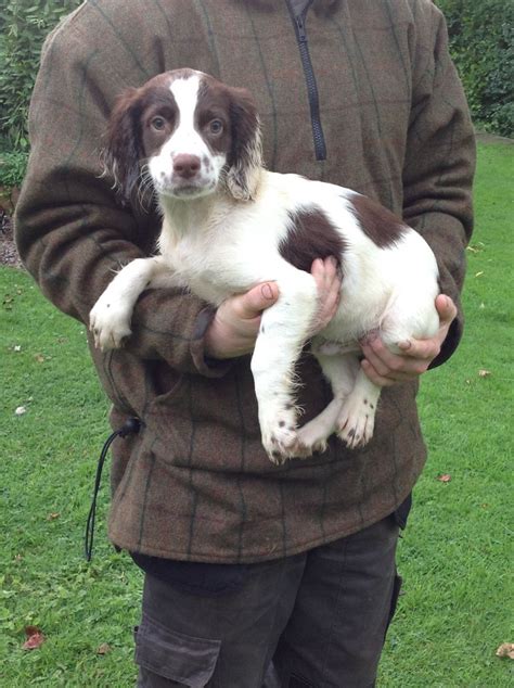 We breed for temperament, health and conformation. English Springer Spaniel Puppies For Sale | Skipton, North ...