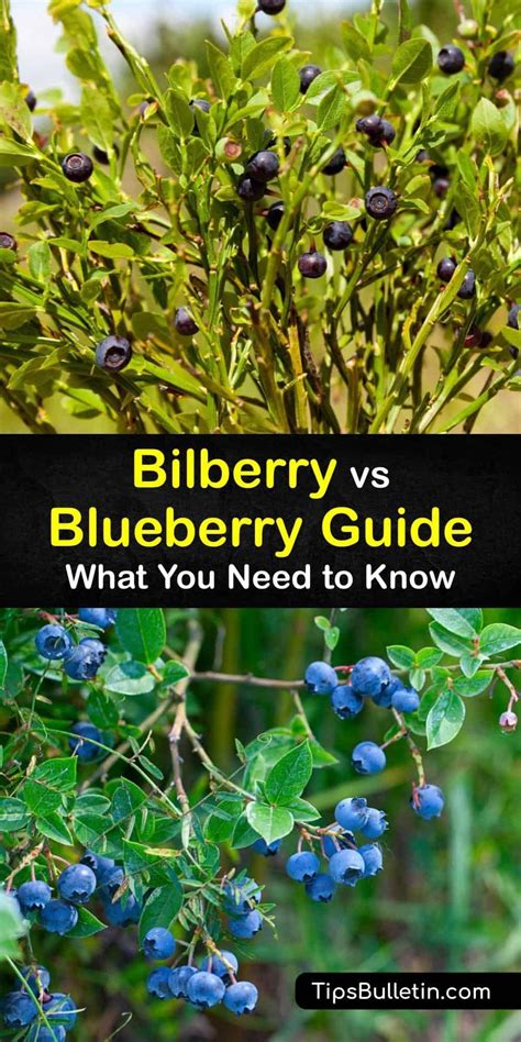 Discover The Beauty Of Bilberries And Blueberries A Nutritional