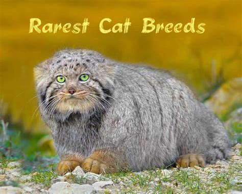 15 Of The Rarest Cat Breeds That Have Unique Features And