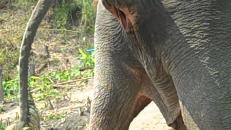 Incredible Elephant Pooping Youtube