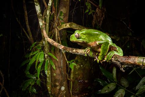 Giant Waxy Monkey Frog Or Leaf Frog Nick Garbutt Nick Garbutt On Line
