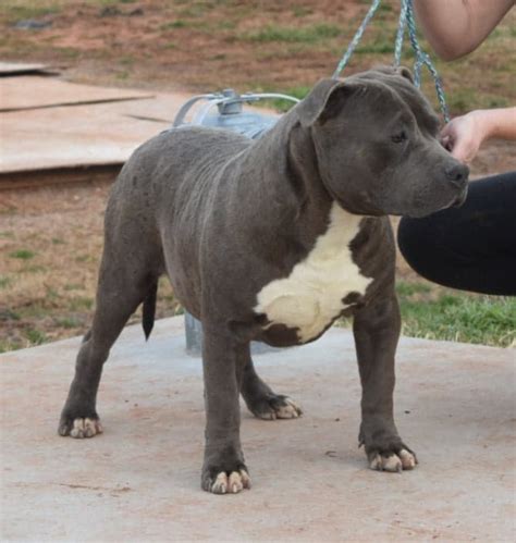 Shipping is provided but buyer is responsible for shipping cost. XL AMERICAN BULLY PUPPIES FOR SALE Archives - Mugleston ...