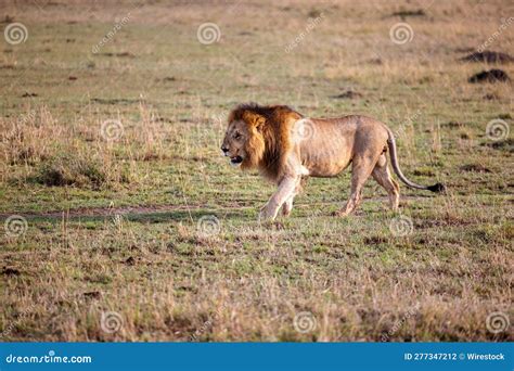 Majestic Lion Traversing A Vast Expanse Of Natural Grassland